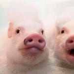 Alejandra Reyes avatar